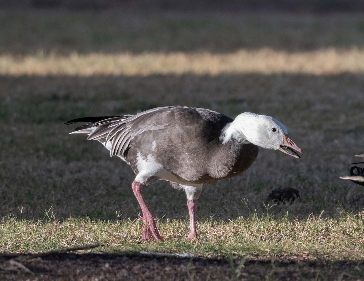 EBird Checklist 14 Oct 2023 Lakeside Park 41 Species