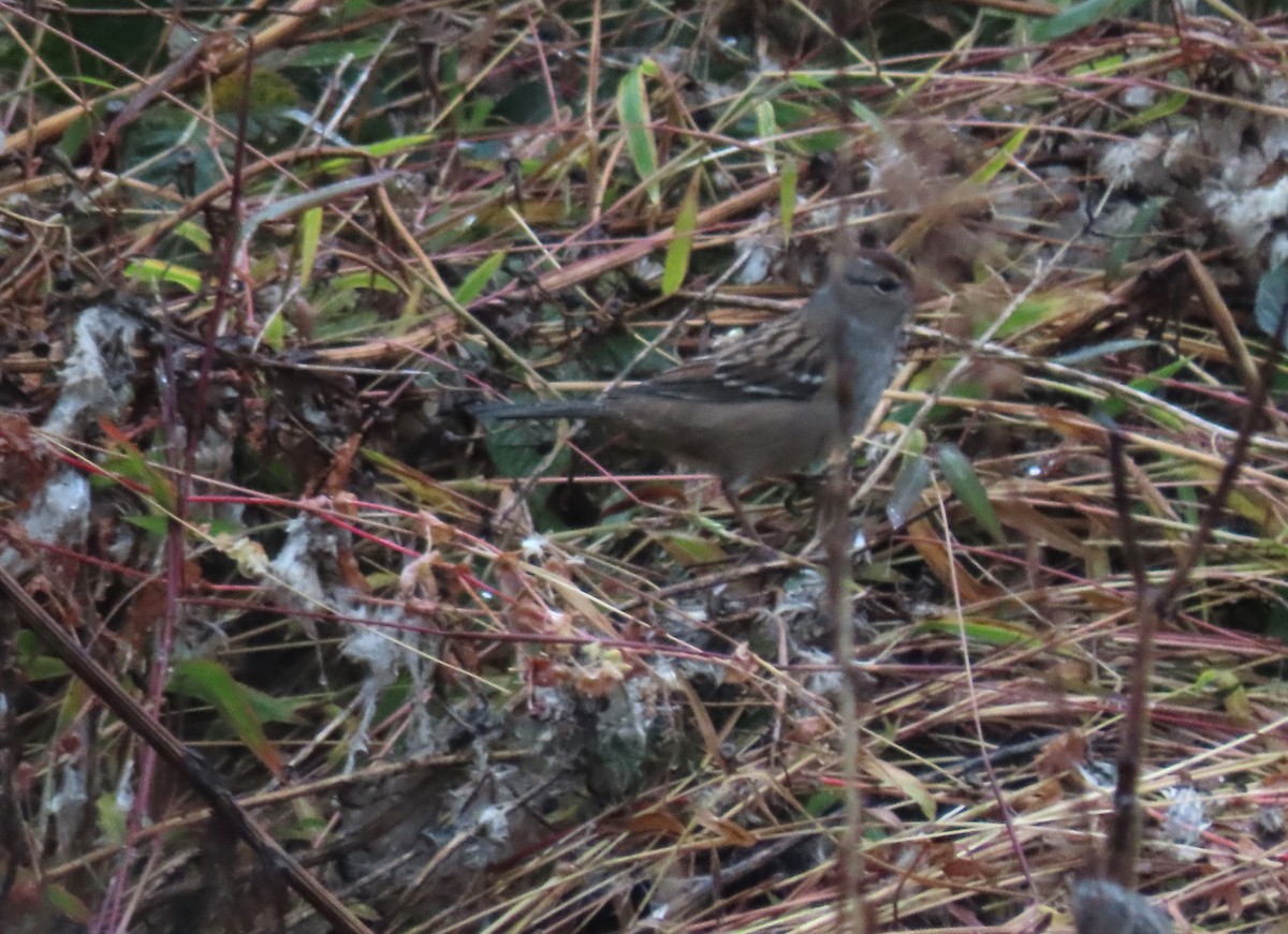 White-crowned Sparrow - ML609929955
