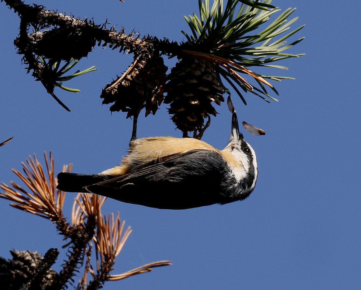 Red-breasted Nuthatch - ML609930550