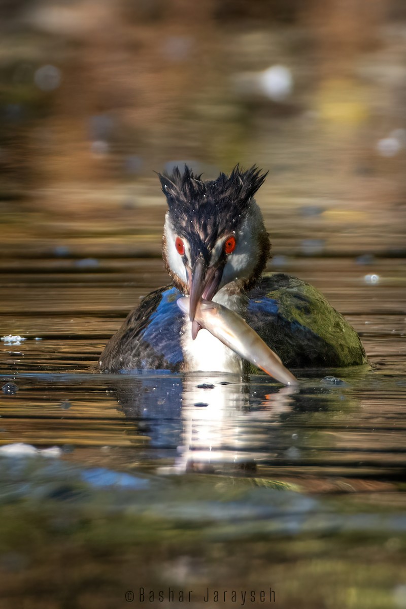 Great Crested Grebe - ML609931422