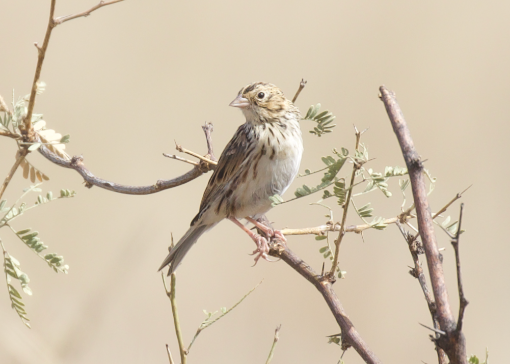 Baird's Sparrow - Felipe Guerrero