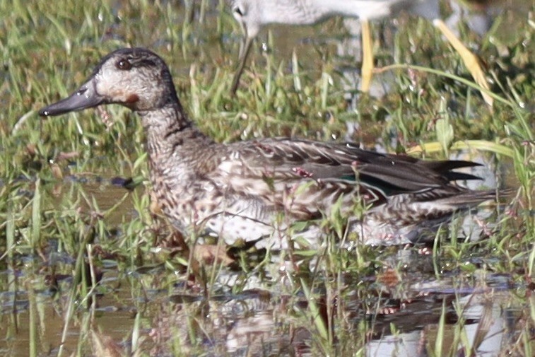 Green-winged Teal - ML609931675