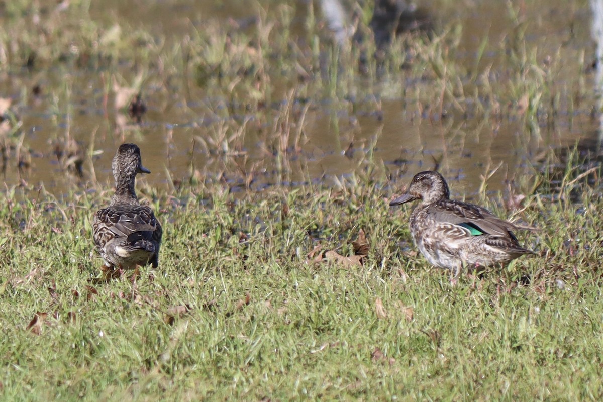 Green-winged Teal - ML609931705