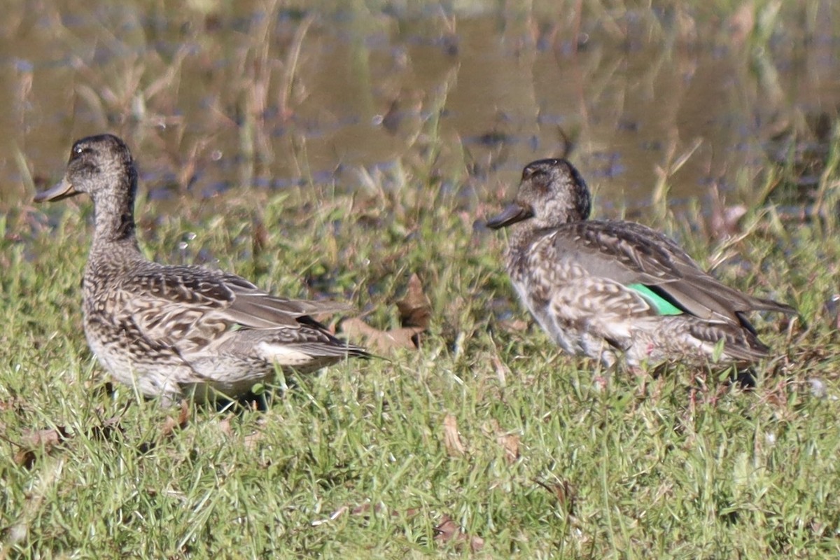 Green-winged Teal - ML609931717