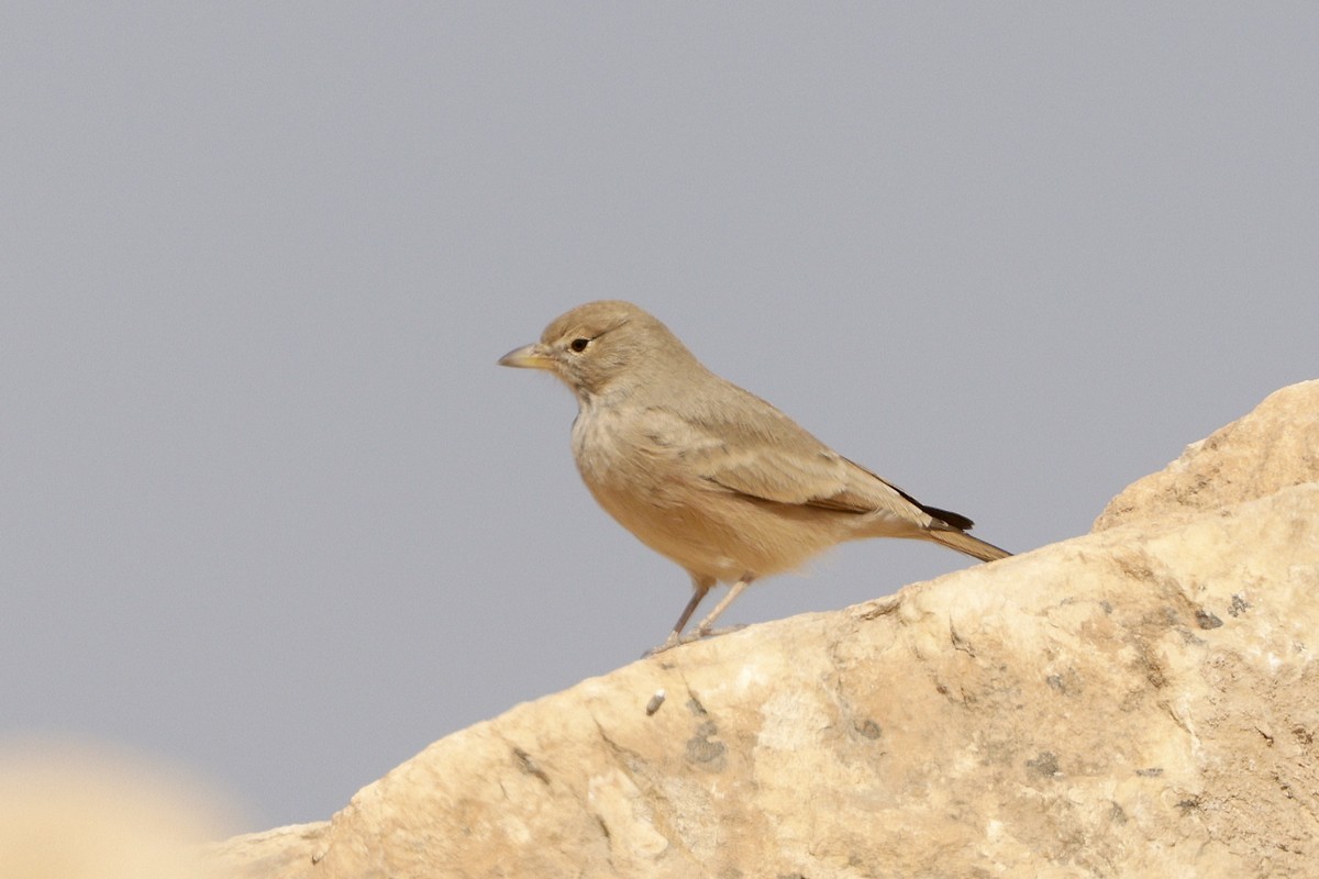 Desert Lark - SONER SABIRLI