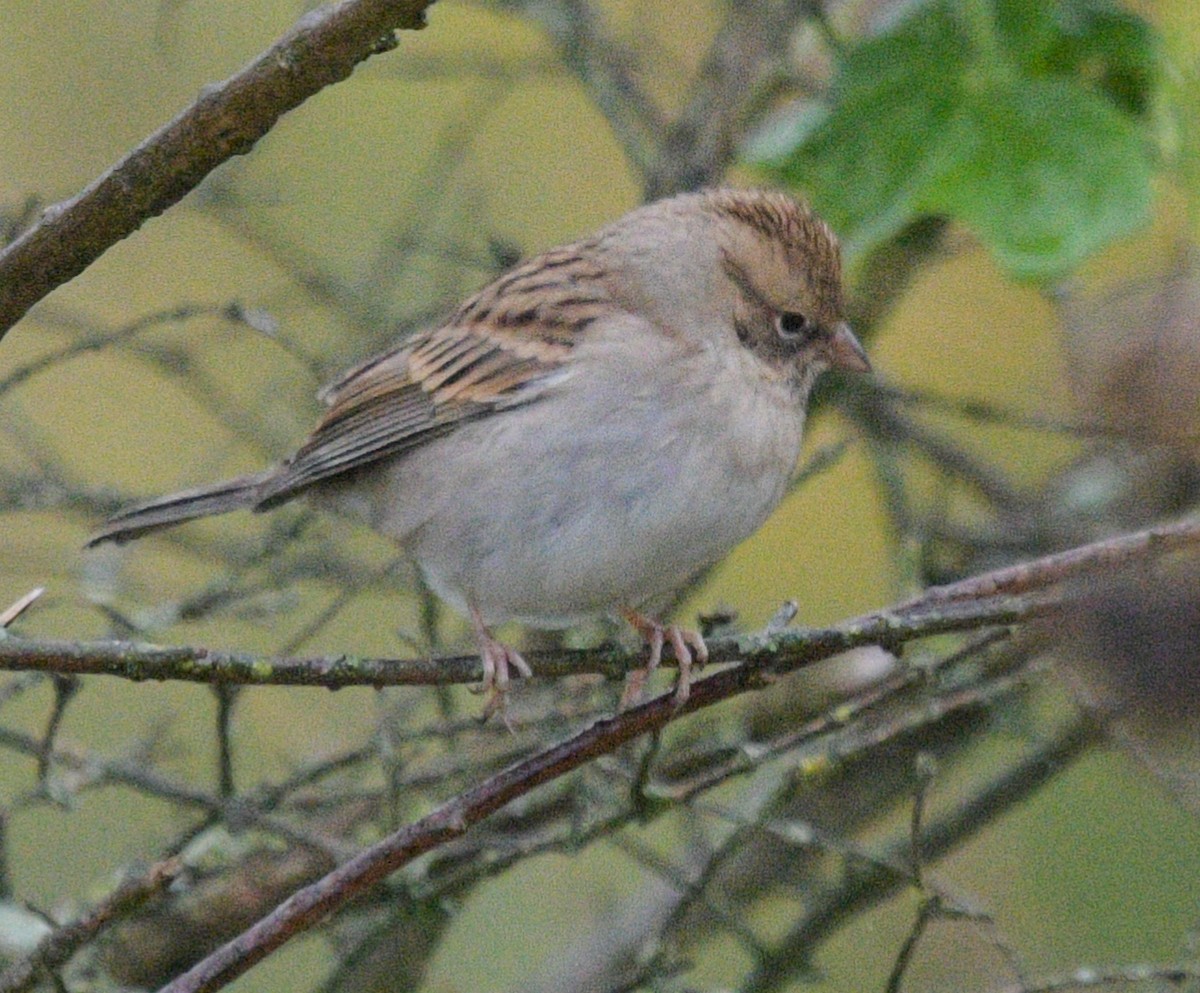 Chipping Sparrow - ML609932164