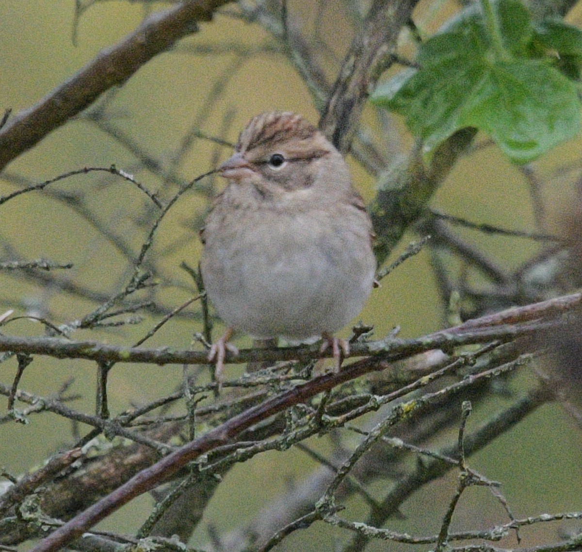 Chipping Sparrow - ML609932165