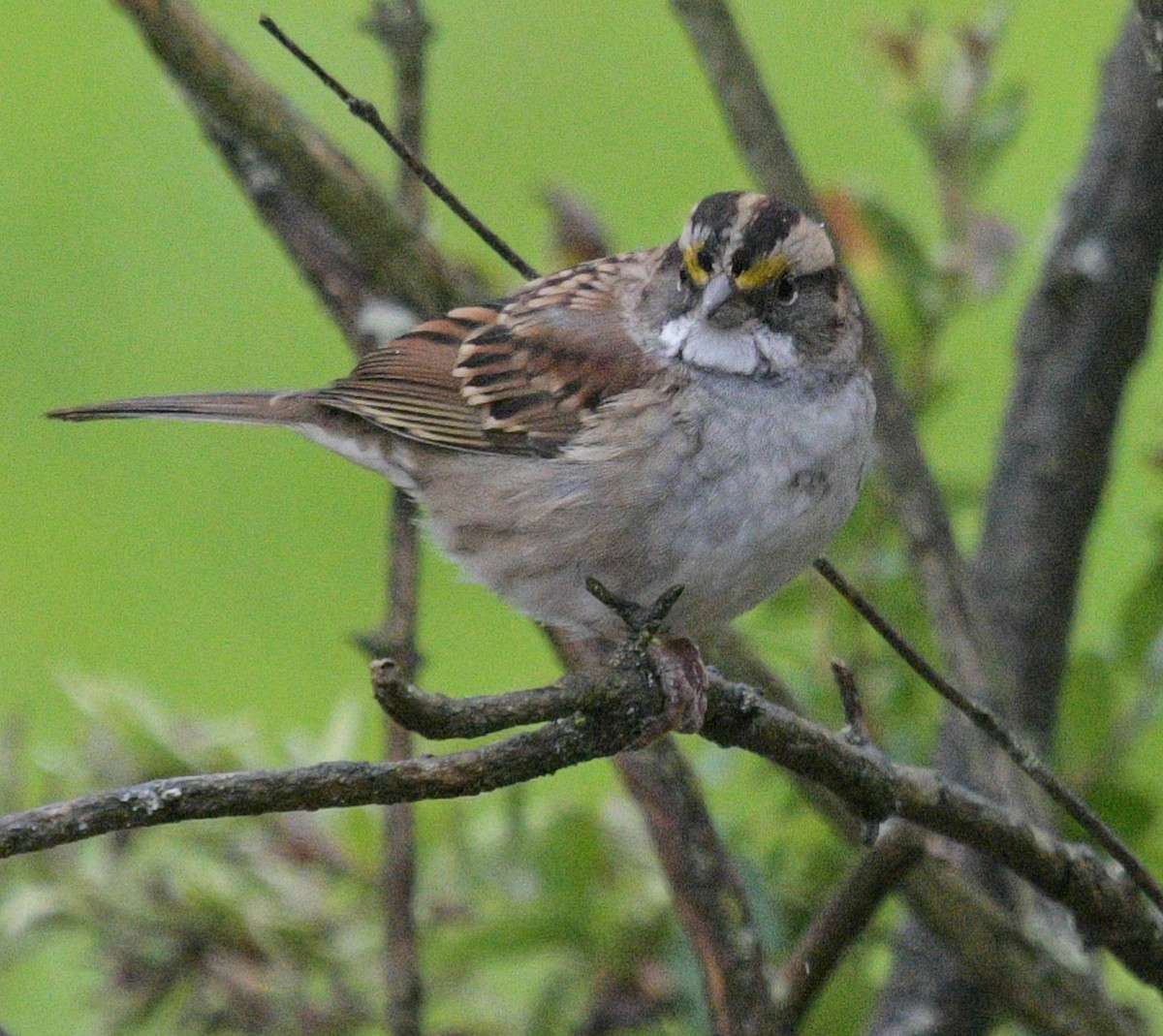 White-throated Sparrow - ML609932180