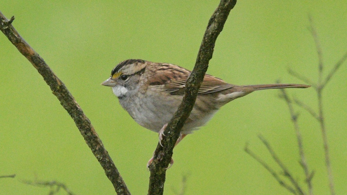 White-throated Sparrow - ML609932181