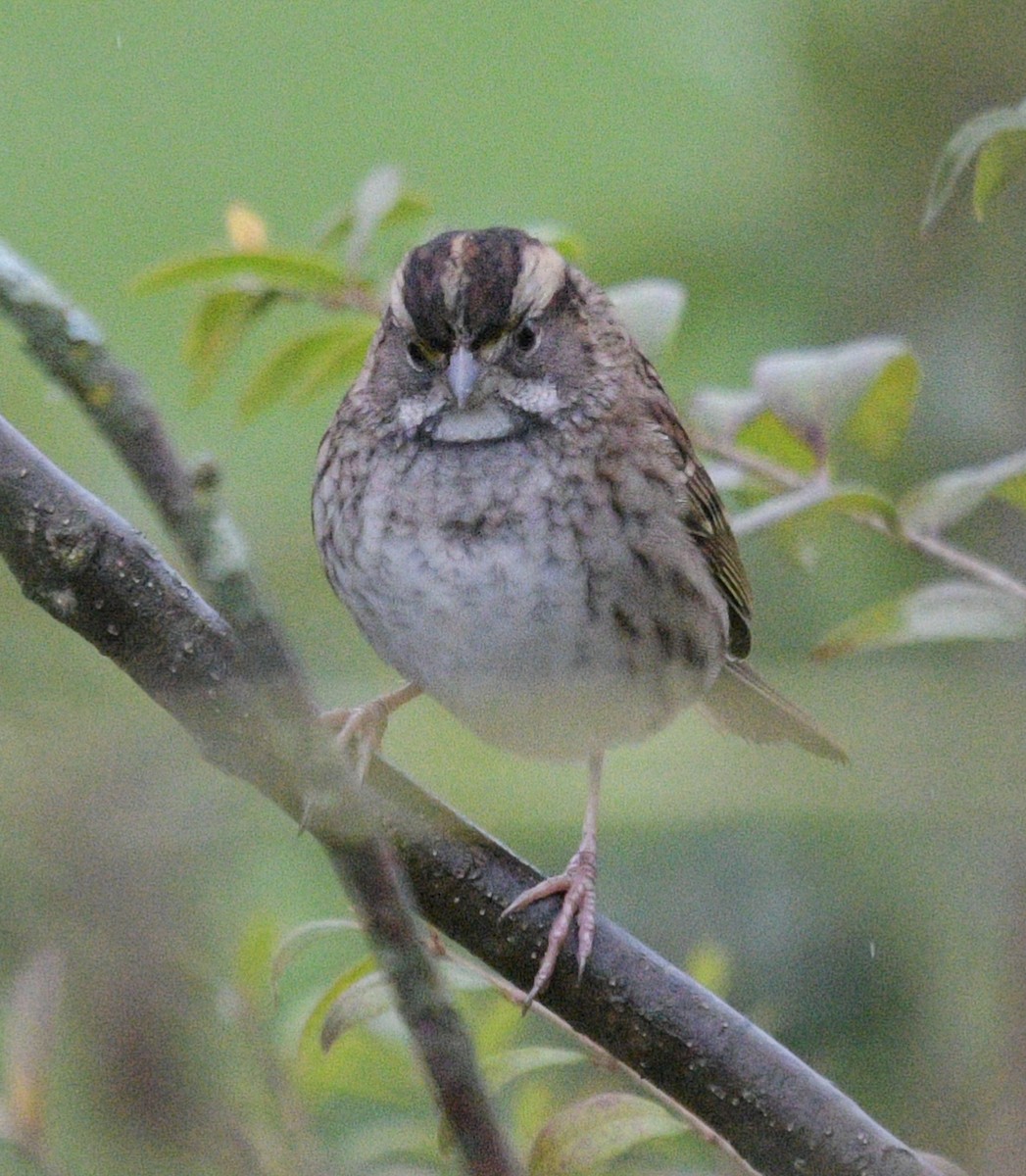 White-throated Sparrow - ML609932183