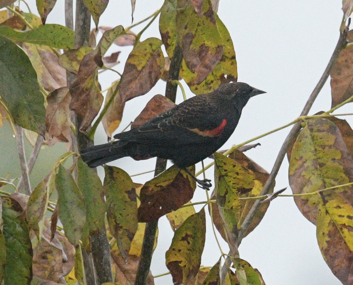 Red-winged Blackbird - ML609932188