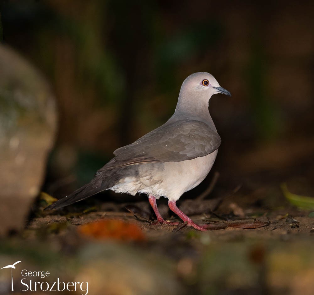 Gray-fronted Dove - ML609932339