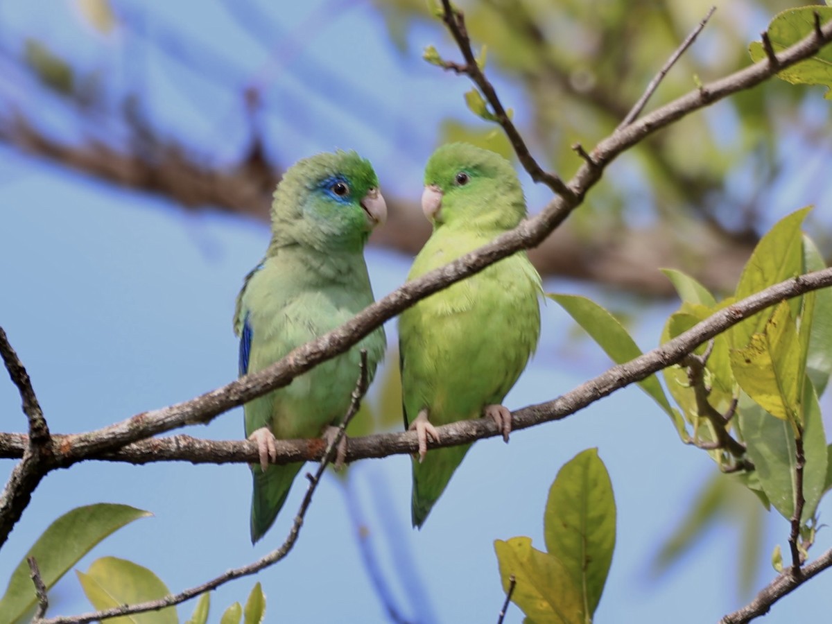 Spectacled Parrotlet - ML609932750