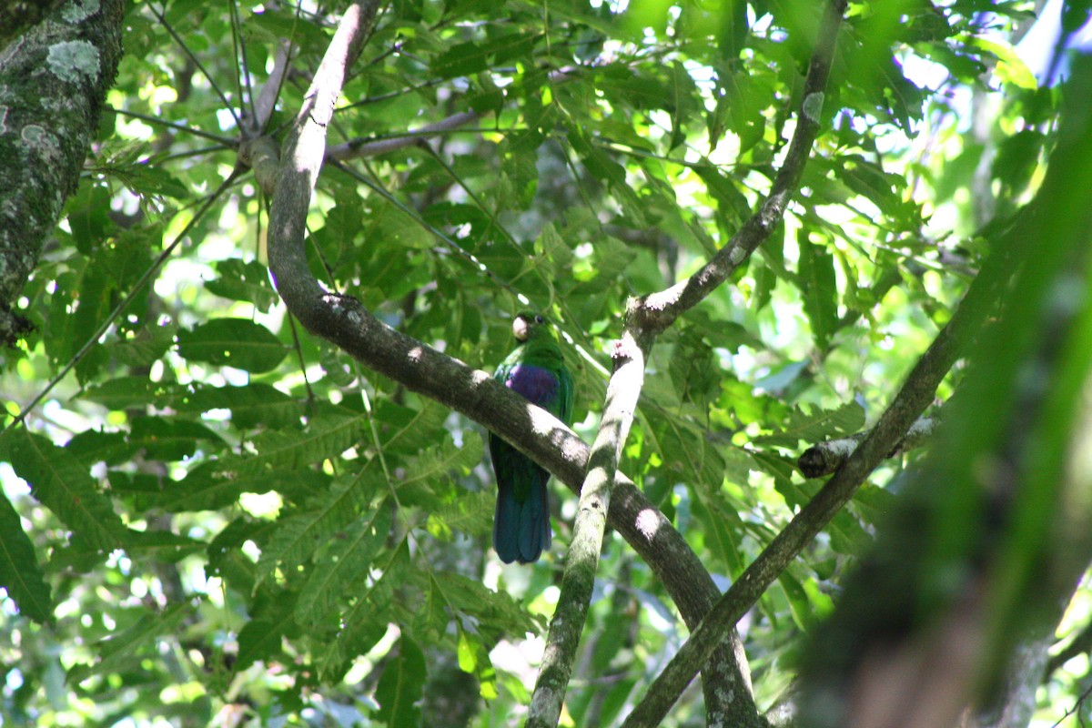 Mavi Karınlı Papağan - ML609933191
