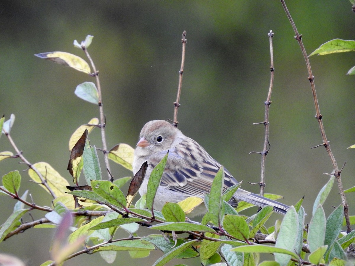 Field Sparrow - ML609934181