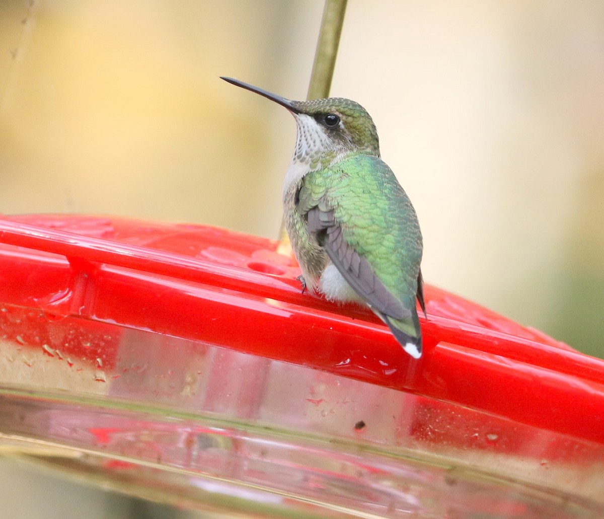 Ruby-throated Hummingbird - ML609934361
