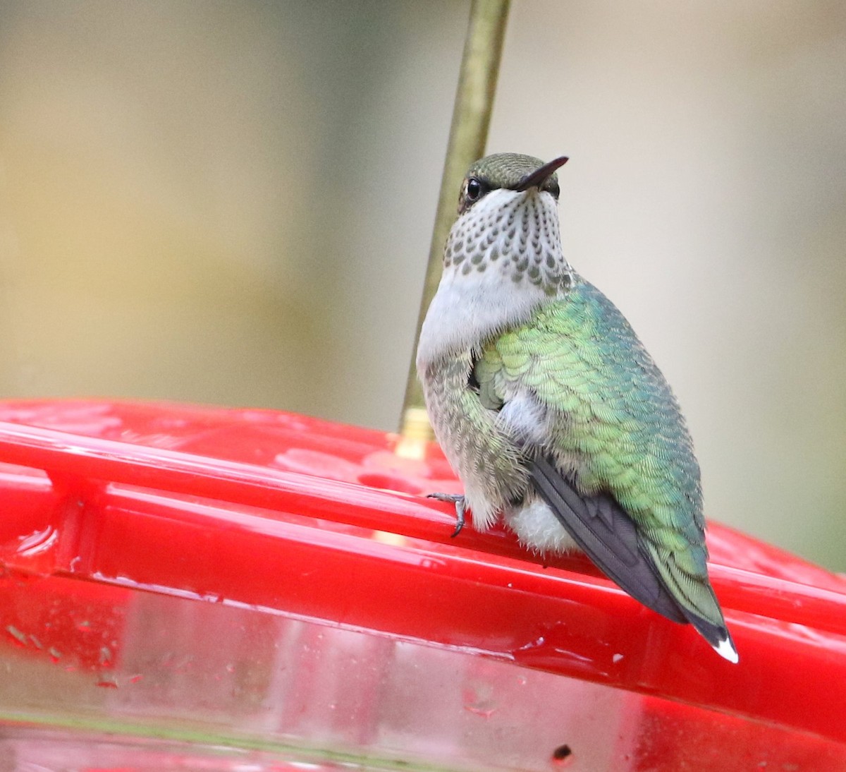 Ruby-throated Hummingbird - ML609934538