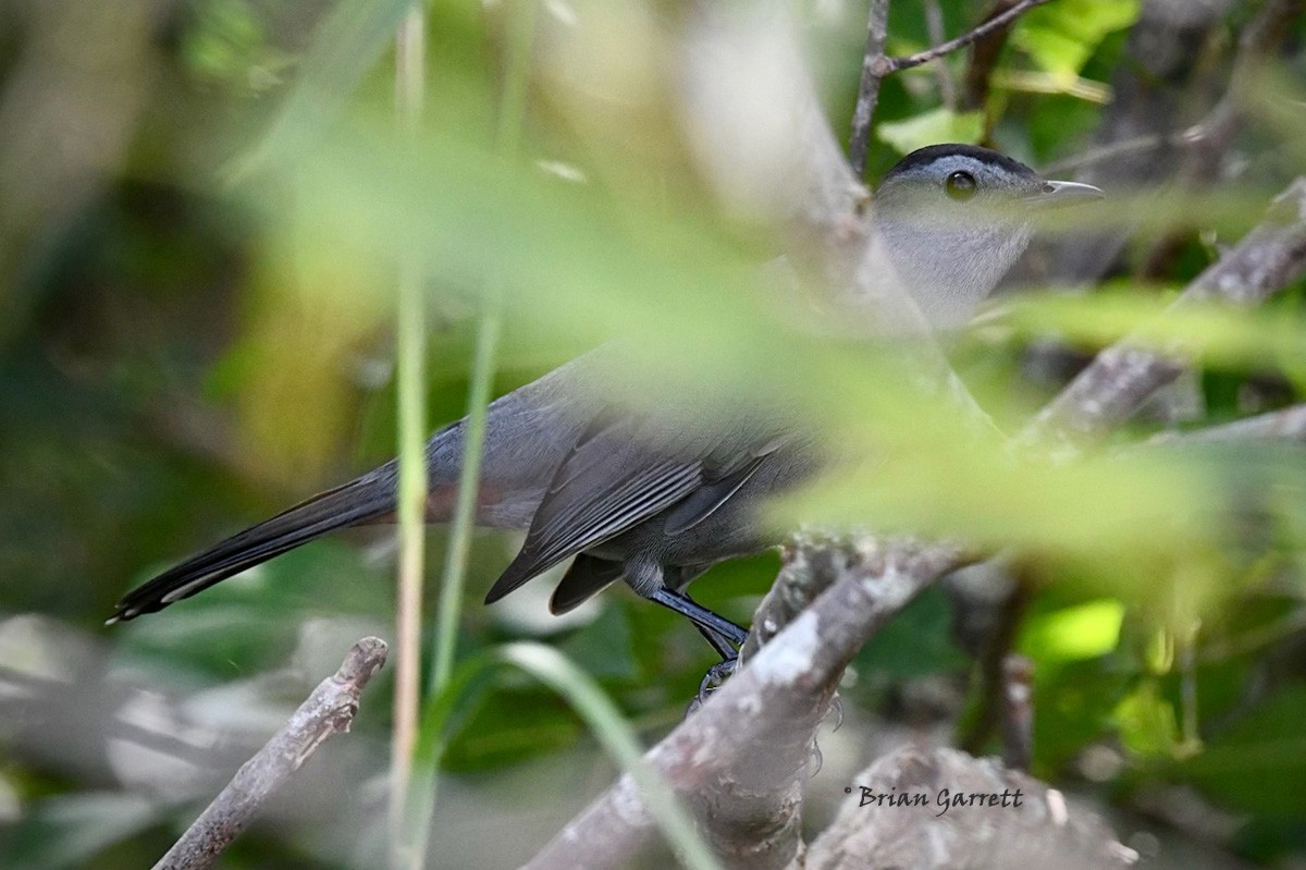 Gray Catbird - Audubon Everglades