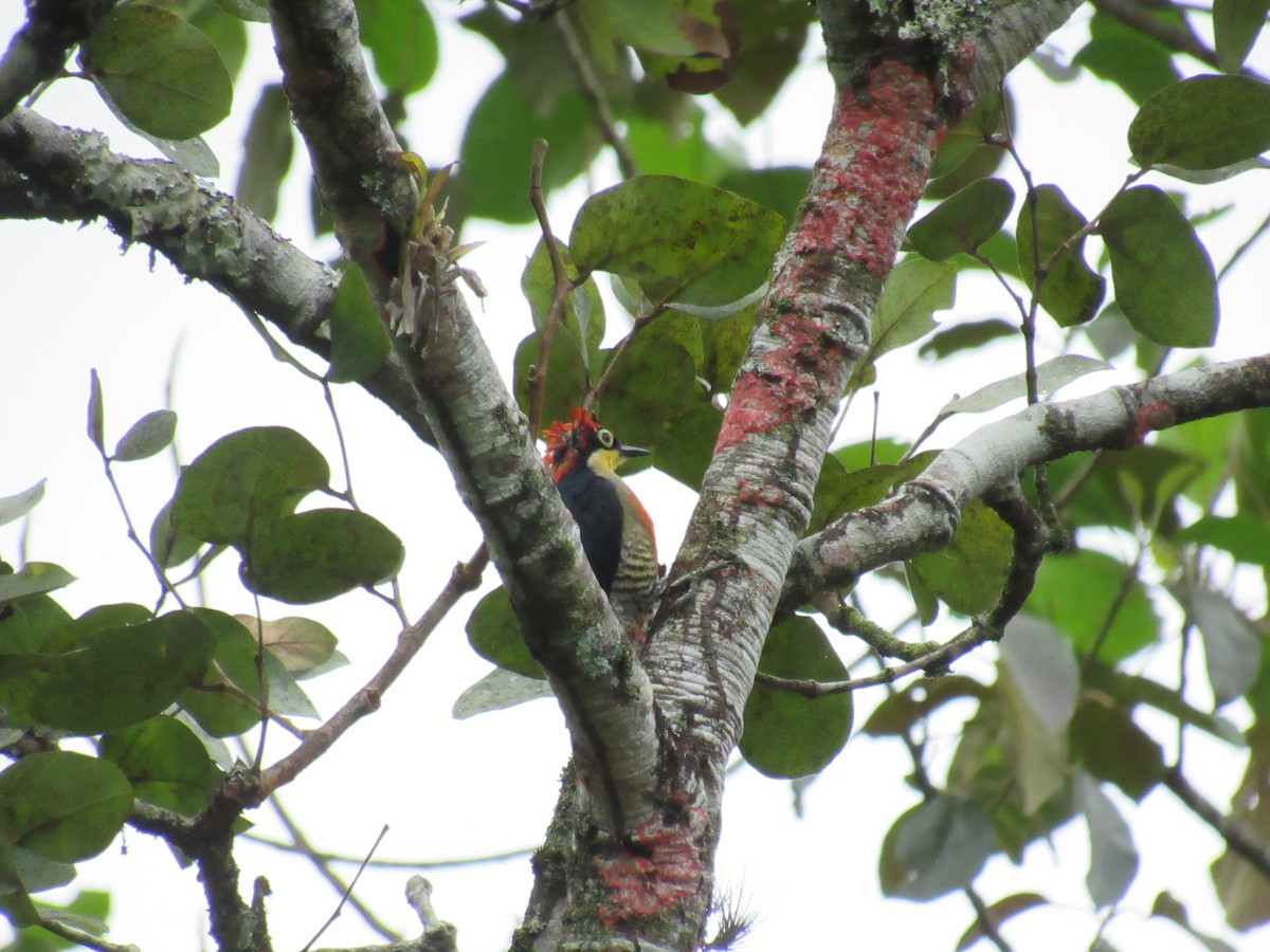 Yellow-fronted Woodpecker - Marcos Antônio de Souza