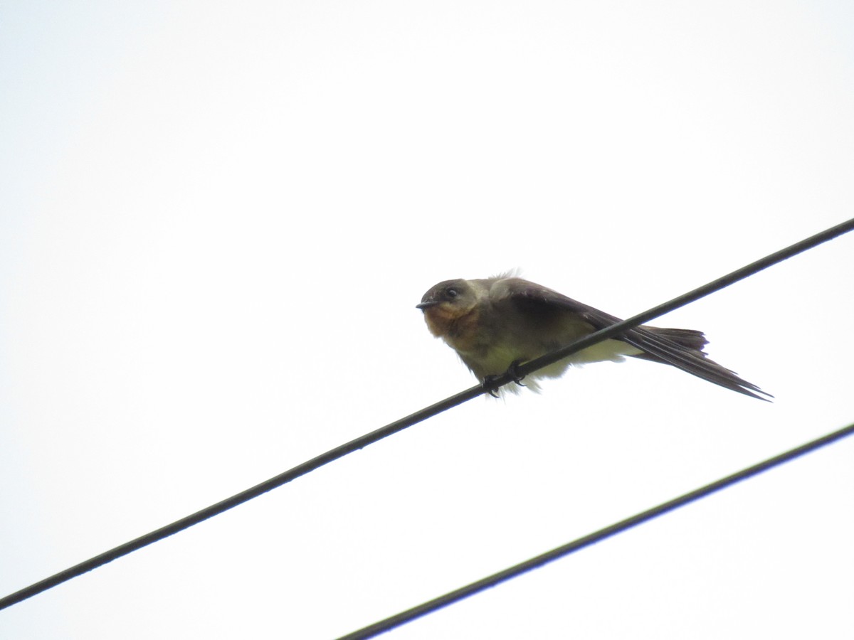 Southern Rough-winged Swallow - ML609935121