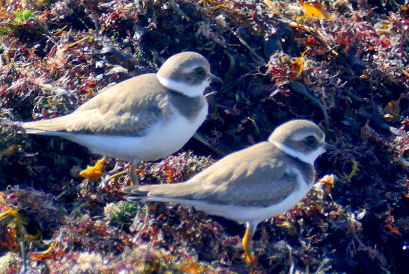 Semipalmated Plover - ML609935134