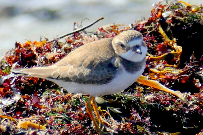 Semipalmated Plover - ML609935138