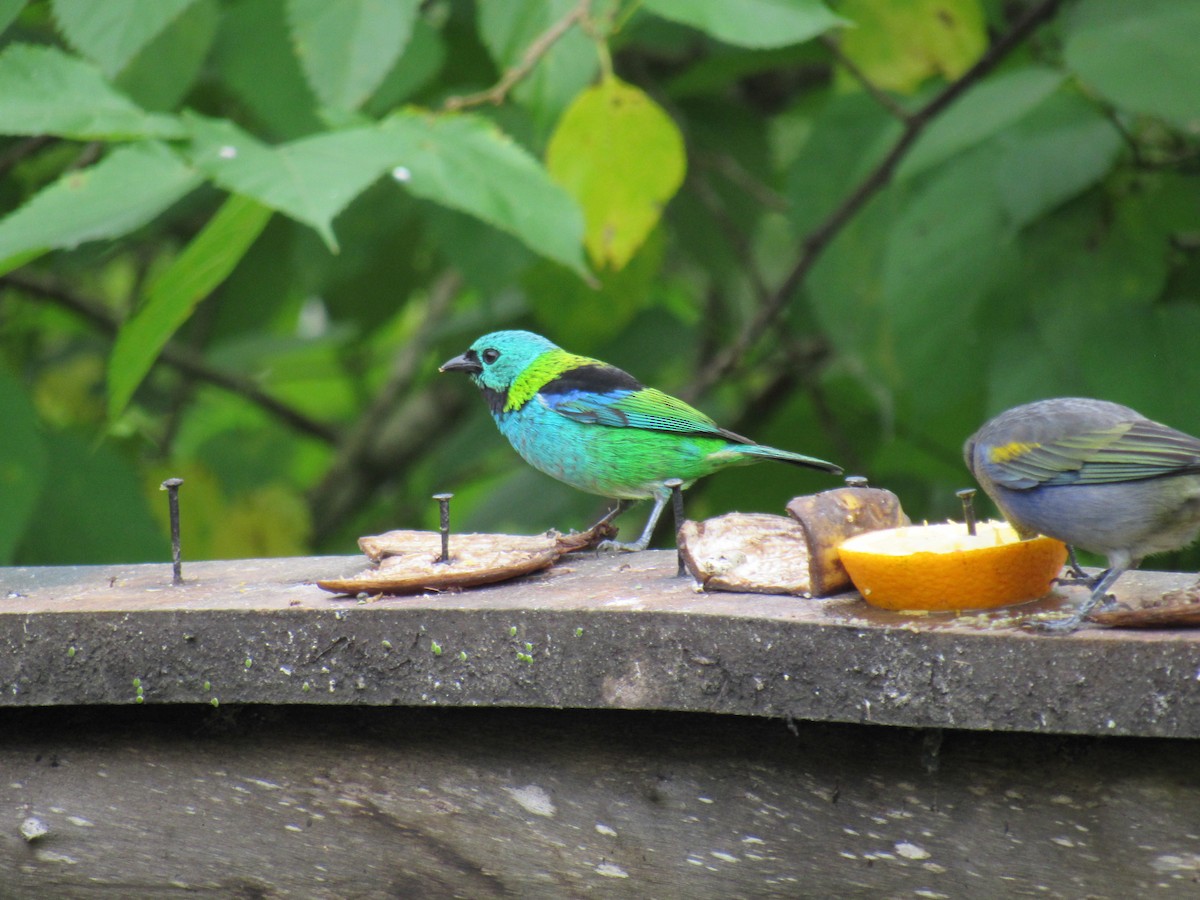 Green-headed Tanager - ML609935279