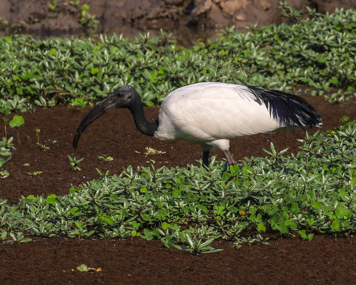 ibis posvátný - ML609935300