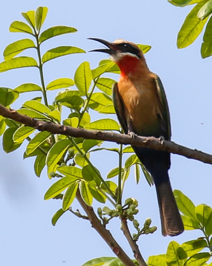 White-fronted Bee-eater - ML609935338