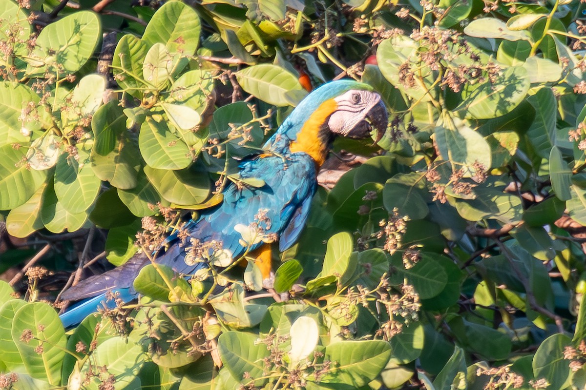 Blue-and-yellow Macaw - ML609935353