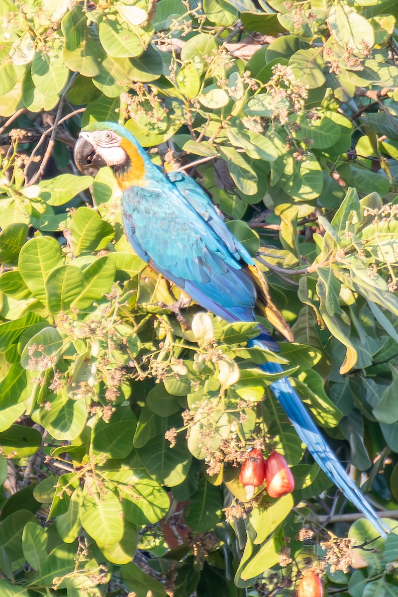 Blue-and-yellow Macaw - ML609935354