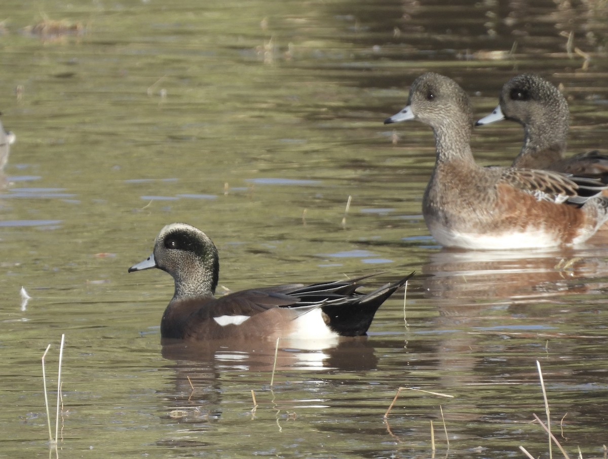 eBird Checklist 14 Oct 2023 Higley and Ocotillo Rds. ponds 60 species