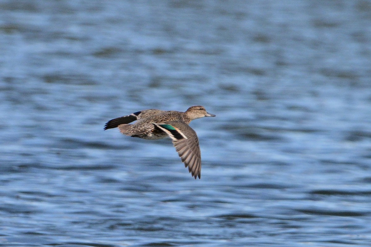 Green-winged Teal - ML609936098