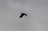 Common Raven - ML609936125