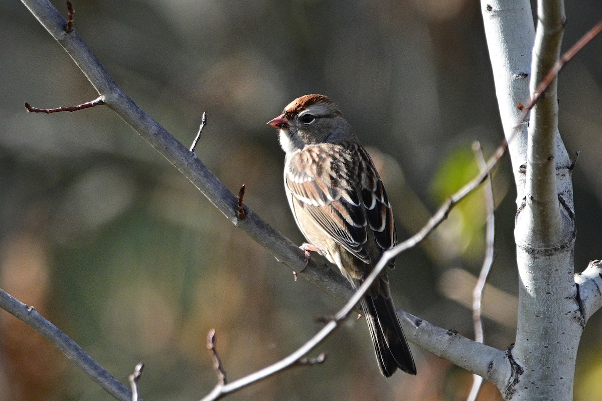 Field Sparrow - ML609936212