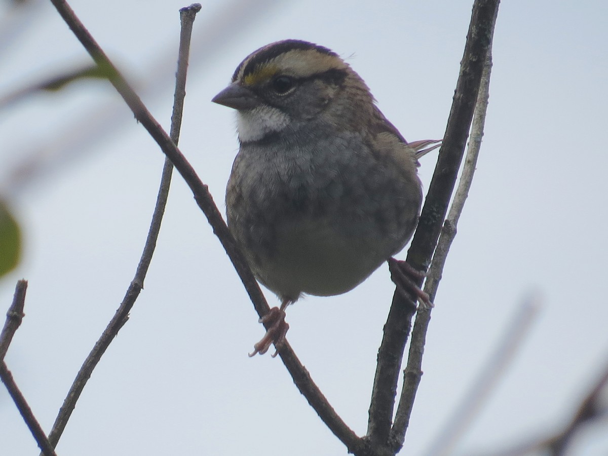 White-throated Sparrow - ML609936779