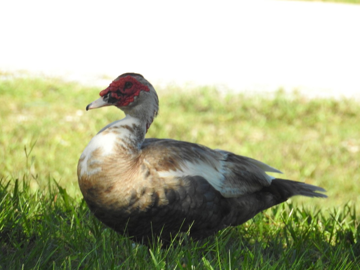 Muscovy Duck (Domestic type) - ML609936800