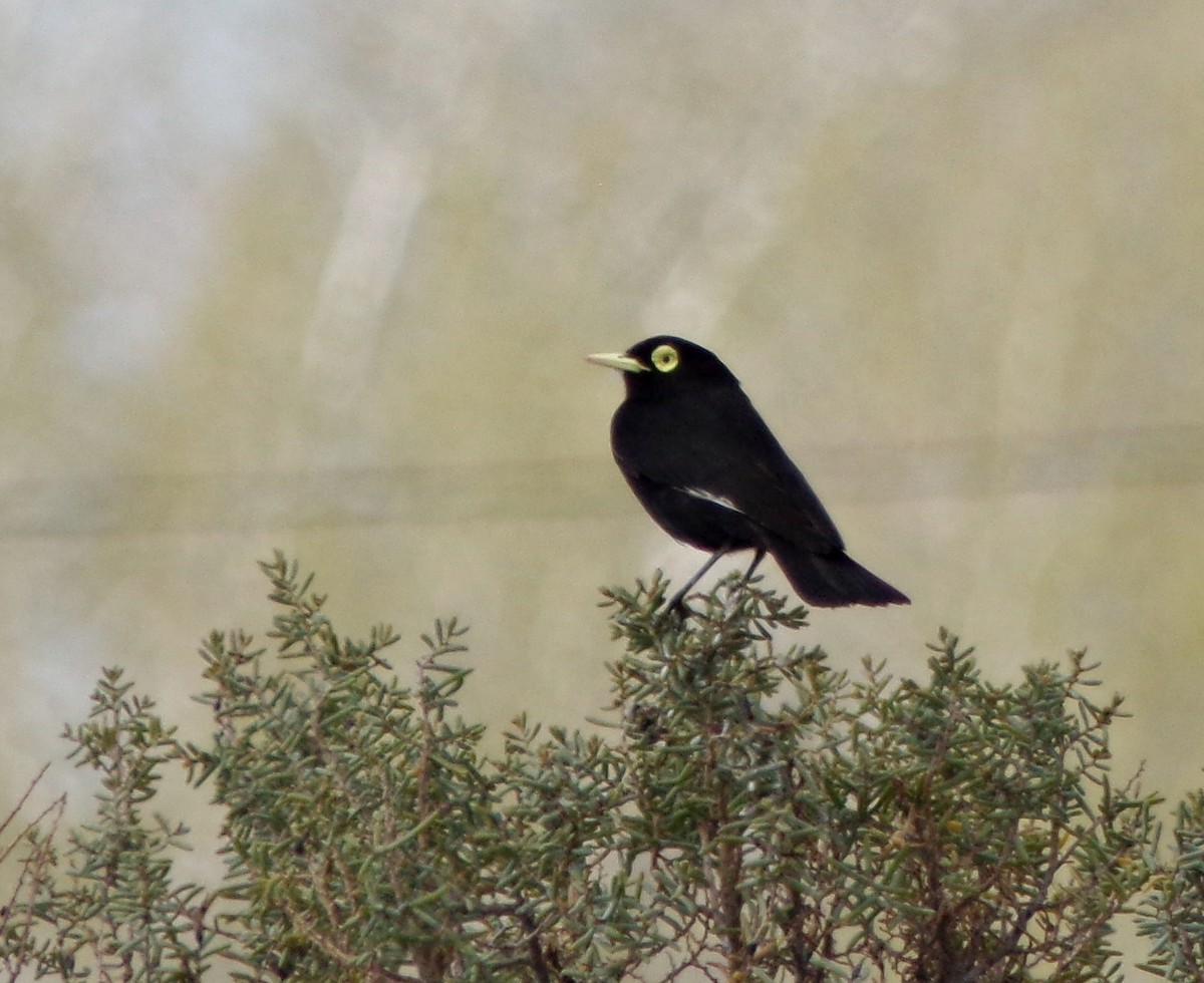 Spectacled Tyrant - ML609937086