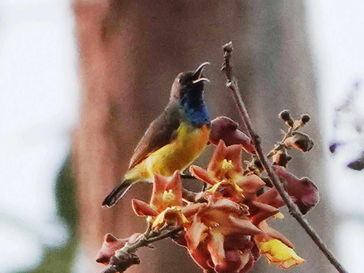 Apricot-breasted Sunbird - Barry Reed