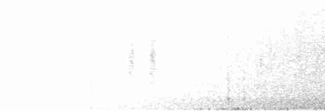 White-lored Gnatcatcher - ML609937284