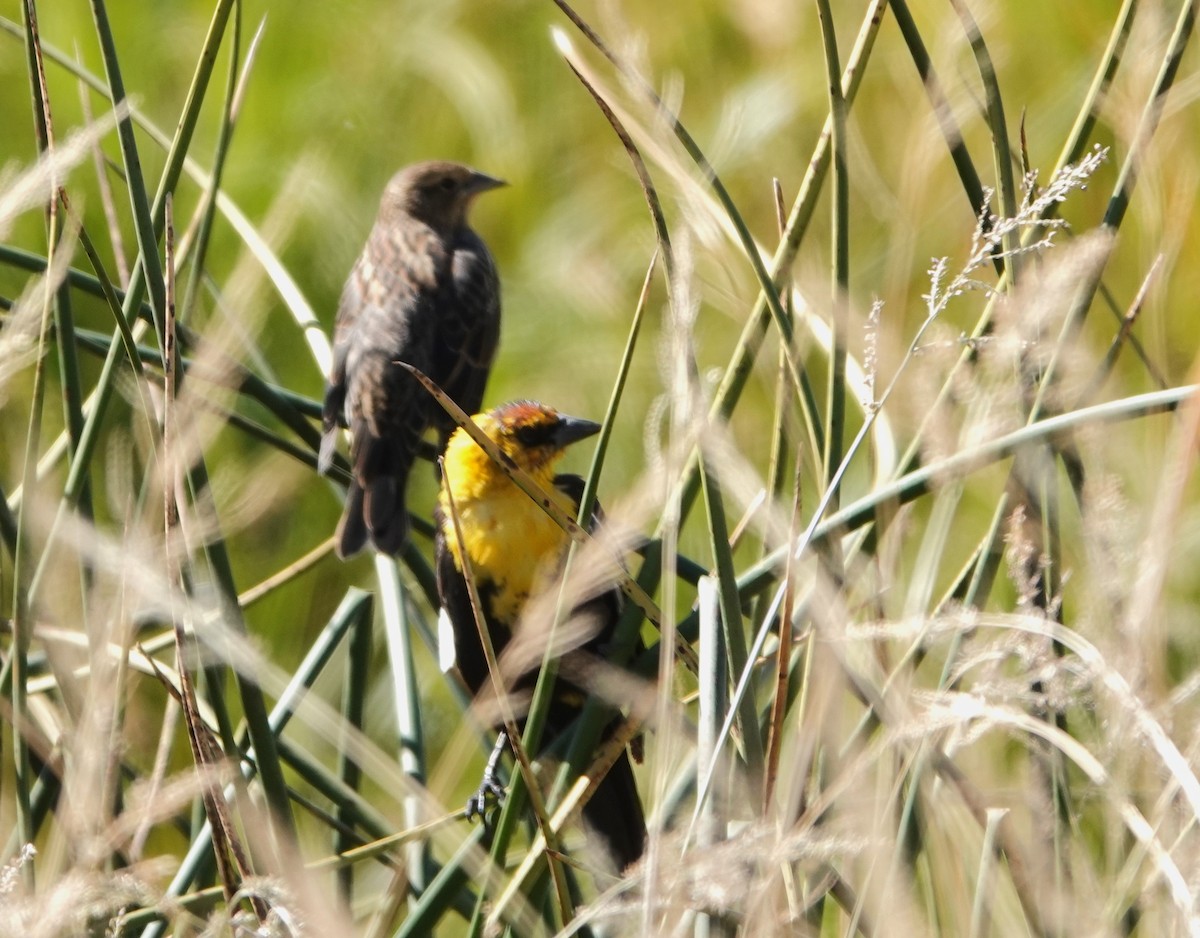 Yellow-headed Blackbird - ML609937446