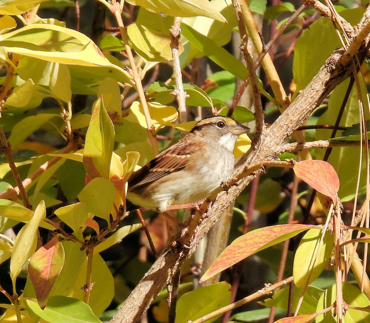 White-throated Sparrow - Alan McCoy