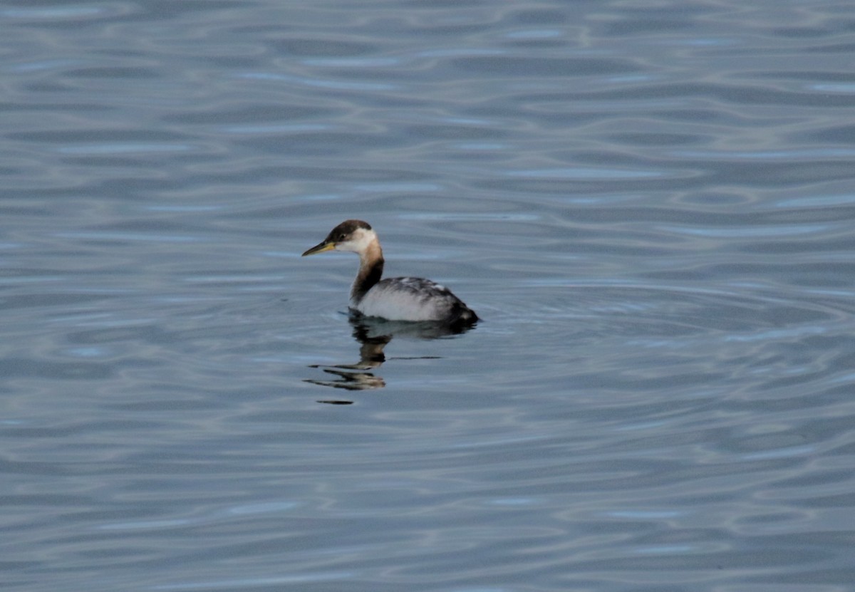 Red-necked Grebe - ML609937534