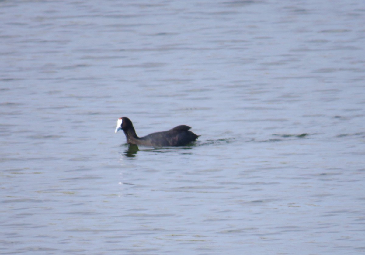 Red-knobbed Coot - C G E