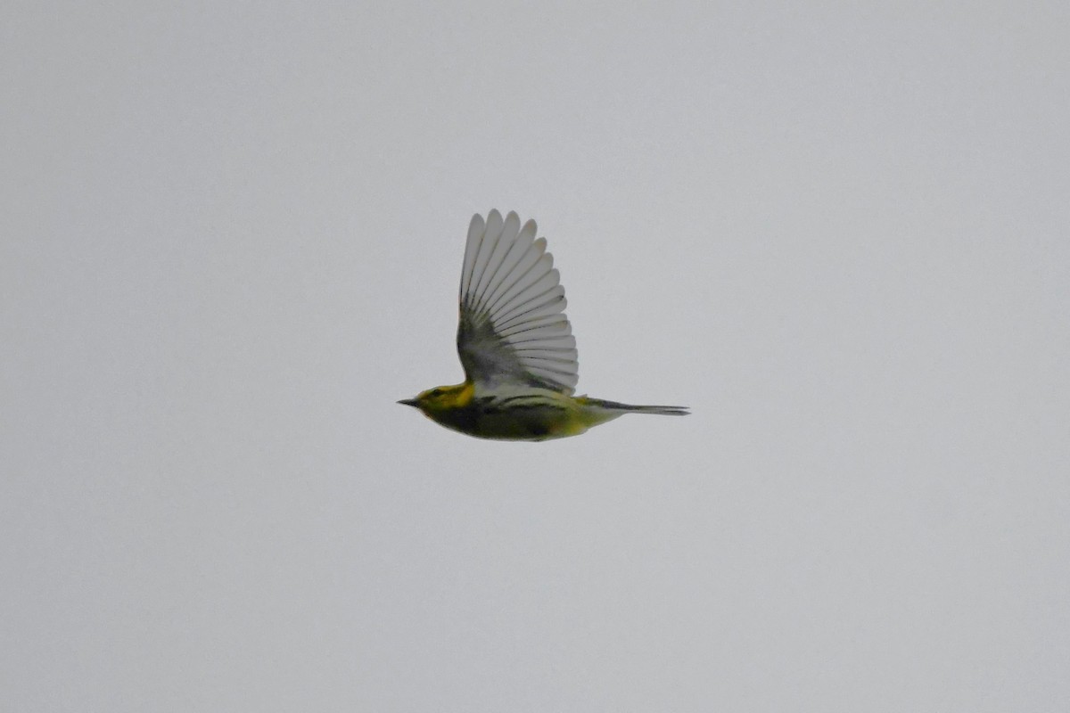 Black-throated Green Warbler - ML609937689