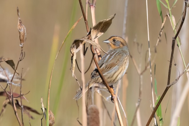 Nelson's Sparrow