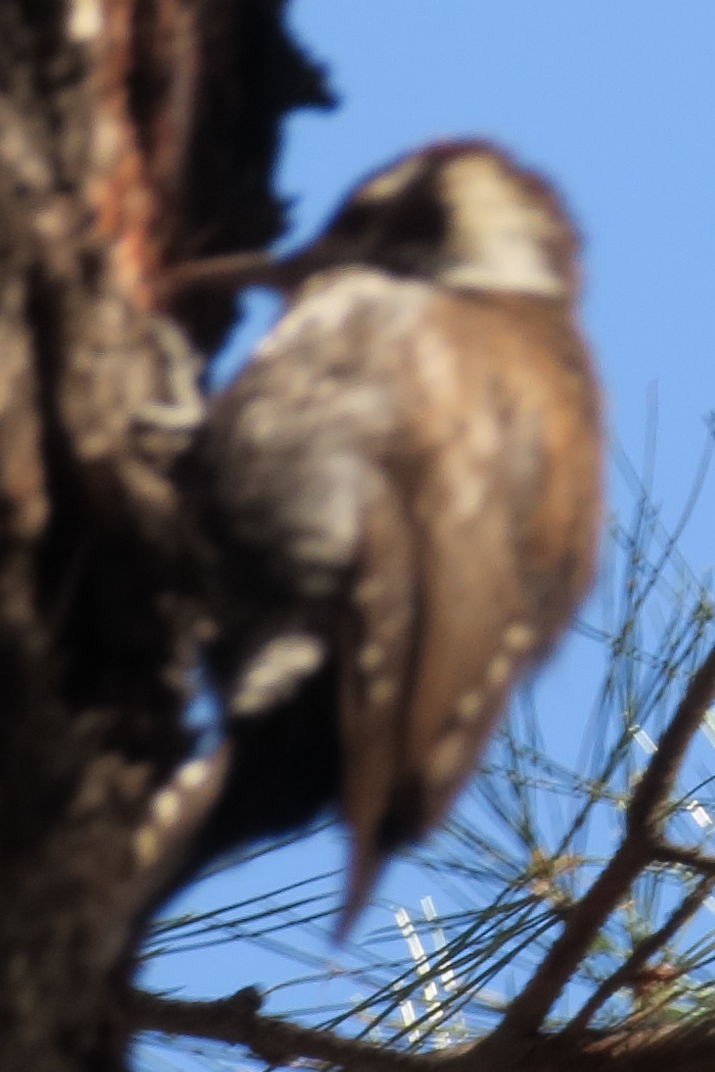 Arizona Woodpecker - ML609938303