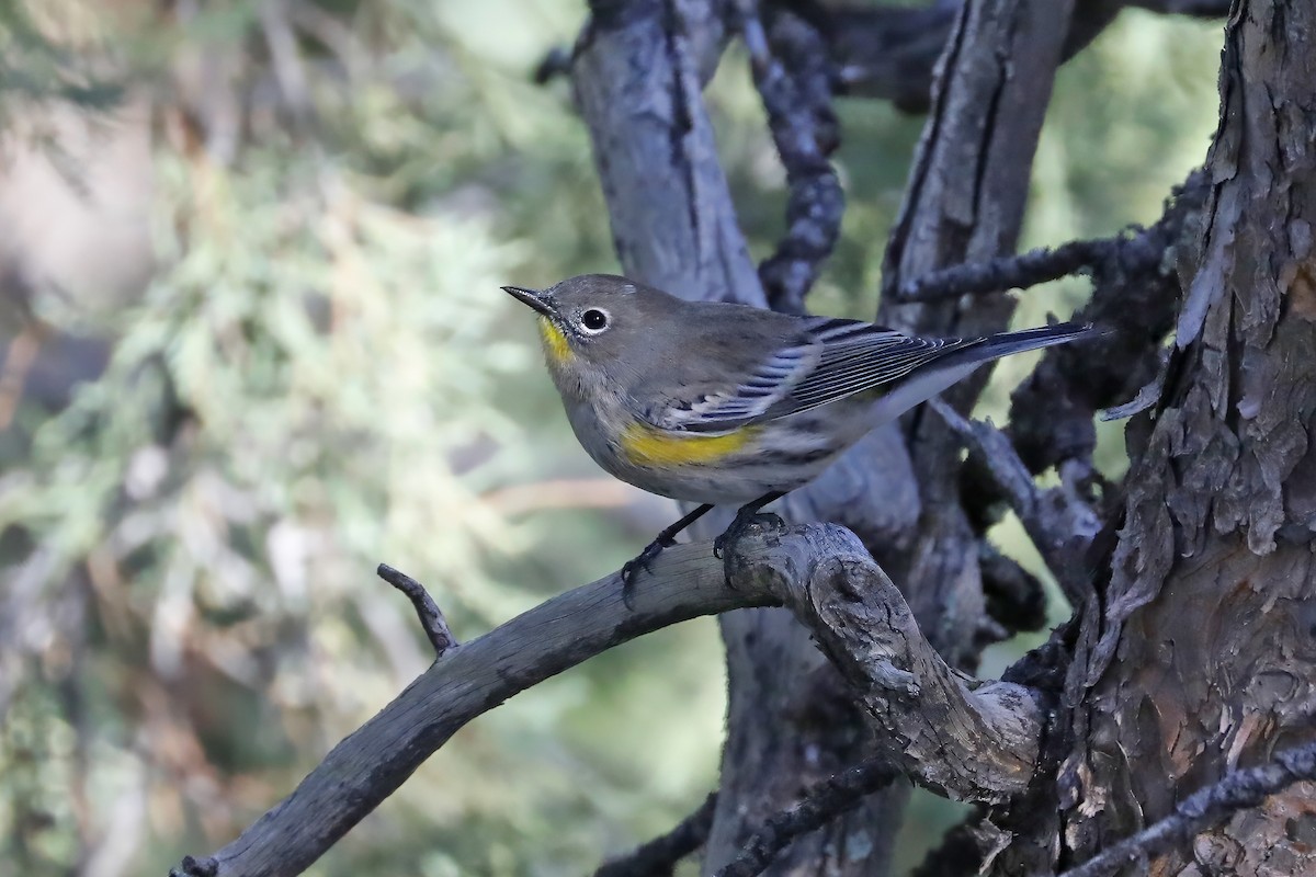 Yellow-rumped Warbler (Audubon's) - ML609938437