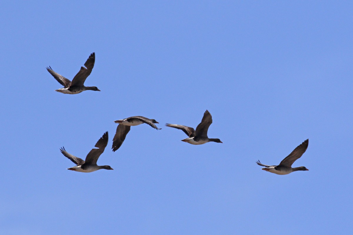 Greater White-fronted Goose - Donna Pomeroy