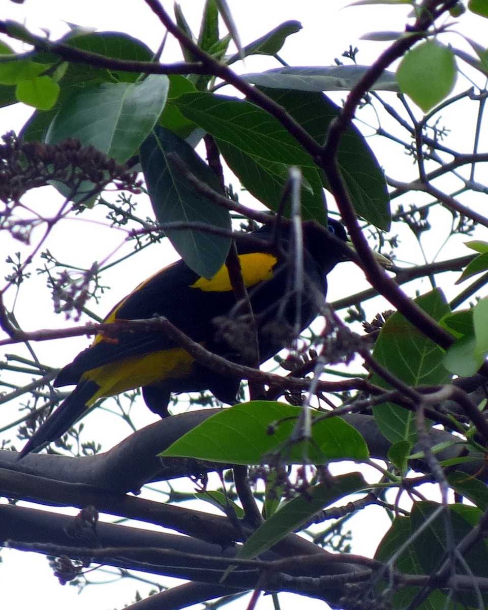 Yellow-rumped Cacique - ML609939291